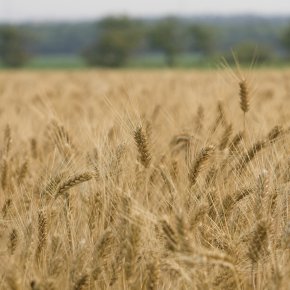 rawmaterialofblessing